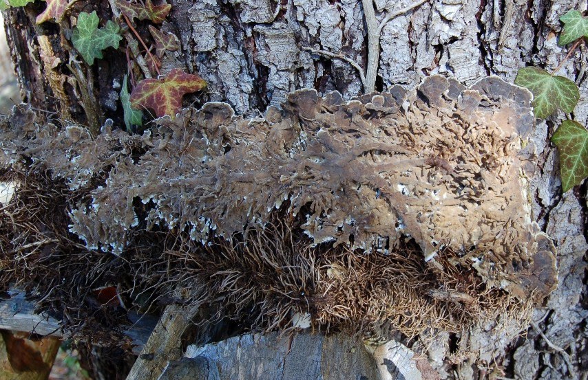 Aphyllophorales su edera. (Lopharia spadicea)